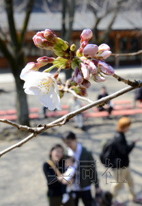 日本东京樱花绽放与2002年同创最早开花纪录