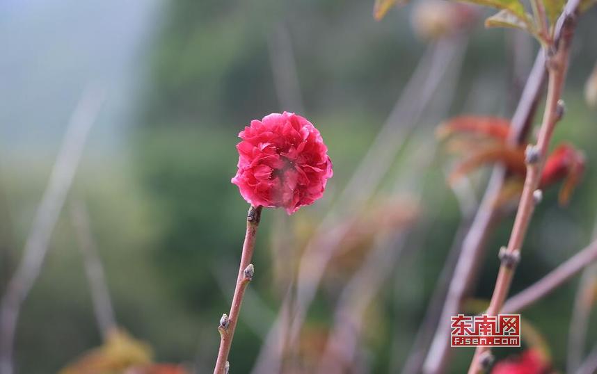 走进莆田涵江东大村 享受“偷得浮生半日闲”