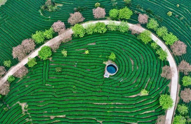 （社会）（1）福建漳平：打造“花样”产业