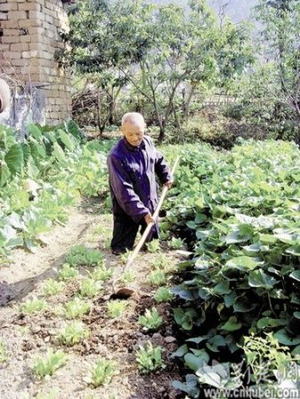 傅新德在地里种菜