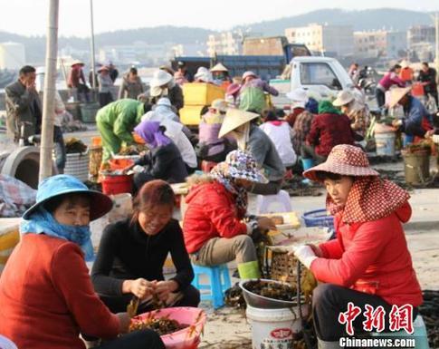 福建东山岛渔村万名妇女家门口掘金