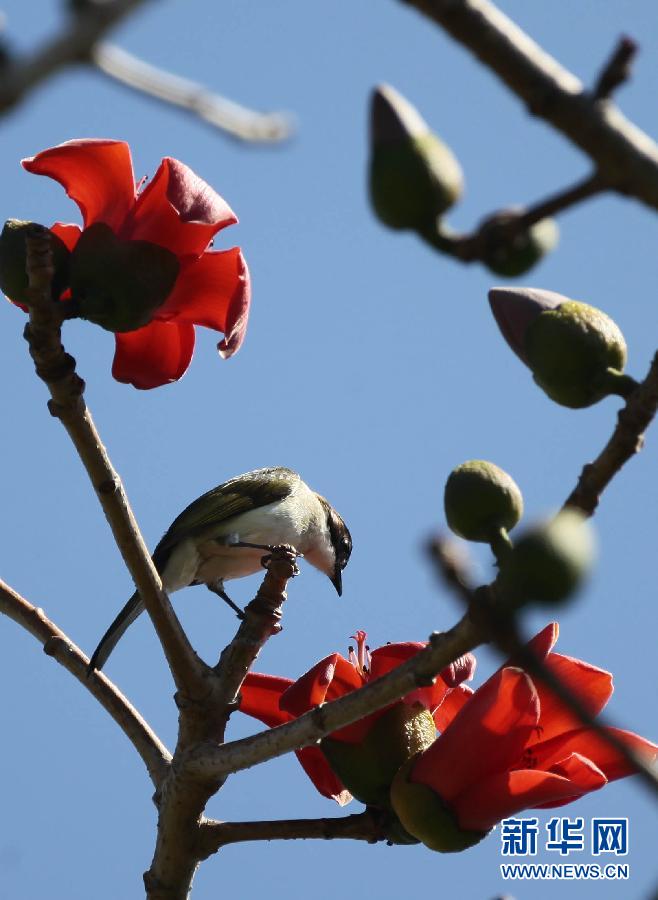 #（晚报）（2）木棉花开春意闹